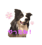 ボーダーコリー・ムンムのスタンプ2（個別スタンプ：7）