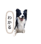 ボーダーコリー・ムンムのスタンプ2（個別スタンプ：11）