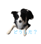 ボーダーコリー・ムンムのスタンプ2（個別スタンプ：13）