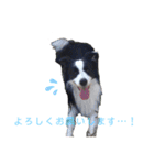 ボーダーコリー・ムンムのスタンプ2（個別スタンプ：15）