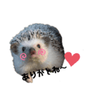 はりねずみ サスケラン（個別スタンプ：1）