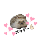 はりねずみ サスケラン（個別スタンプ：8）