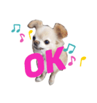 My  Chihuahua③（個別スタンプ：2）