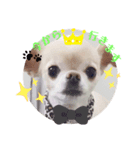My  Chihuahua③（個別スタンプ：3）