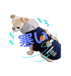 My  Chihuahua③（個別スタンプ：5）