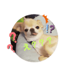 My  Chihuahua③（個別スタンプ：7）