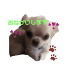 My  Chihuahua③（個別スタンプ：8）