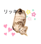 猫のリッキー（個別スタンプ：1）