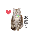 猫のリッキー（個別スタンプ：3）