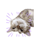 猫のリッキー（個別スタンプ：4）