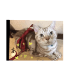 猫のリッキー（個別スタンプ：5）