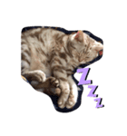 猫のリッキー（個別スタンプ：7）