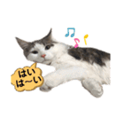 ネコのムタ(40個)（個別スタンプ：16）