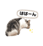 ネコのムタ(40個)（個別スタンプ：23）