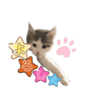 ネコのムタ(40個)（個別スタンプ：24）