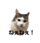 ネコのムタ(40個)（個別スタンプ：30）