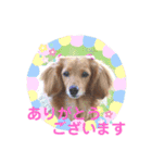 可愛いミニチュアダックスの犬スタンプ。（個別スタンプ：1）