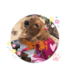 可愛いミニチュアダックスの犬スタンプ。（個別スタンプ：3）