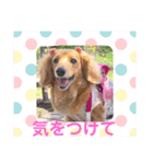 可愛いミニチュアダックスの犬スタンプ。（個別スタンプ：5）