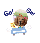 可愛いミニチュアダックスの犬スタンプ。（個別スタンプ：9）