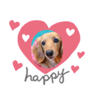 可愛いミニチュアダックスの犬スタンプ。（個別スタンプ：10）