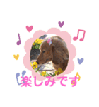 可愛いミニチュアダックスの犬スタンプ。（個別スタンプ：13）