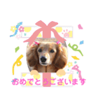 可愛いミニチュアダックスの犬スタンプ。（個別スタンプ：14）