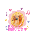 可愛いミニチュアダックスの犬スタンプ。（個別スタンプ：16）