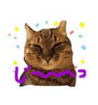 猫のチャーちゃんとウサギのプーチン（個別スタンプ：1）