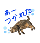 猫のチャーちゃんとウサギのプーチン（個別スタンプ：2）
