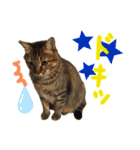 猫のチャーちゃんとウサギのプーチン（個別スタンプ：3）