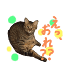 猫のチャーちゃんとウサギのプーチン（個別スタンプ：4）