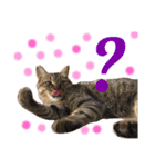 猫のチャーちゃんとウサギのプーチン（個別スタンプ：6）