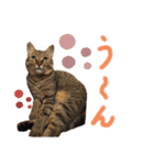 猫のチャーちゃんとウサギのプーチン（個別スタンプ：7）