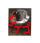 猫のチャーちゃんとウサギのプーチン（個別スタンプ：12）