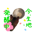 猫のチャーちゃんとウサギのプーチン（個別スタンプ：13）