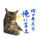 猫のチャーちゃんとウサギのプーチン（個別スタンプ：14）