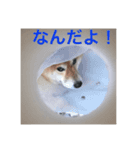 赤柴犬 4（個別スタンプ：1）