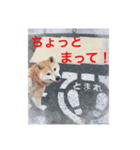 赤柴犬 4（個別スタンプ：8）