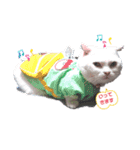 マンチカンのダンディー（個別スタンプ：3）