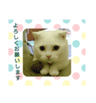 マンチカンのダンディー（個別スタンプ：8）