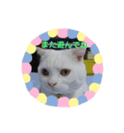 マンチカンのダンディー（個別スタンプ：12）