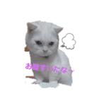マンチカンのダンディー（個別スタンプ：16）