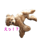 テディ日記（個別スタンプ：15）