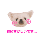 ポコ、ときどき小次郎のスタンプ4（個別スタンプ：1）