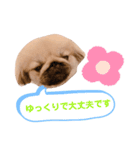 ポコ、ときどき小次郎のスタンプ4（個別スタンプ：5）
