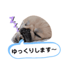 ポコ、ときどき小次郎のスタンプ4（個別スタンプ：12）