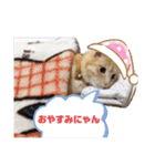 シナモン。日常（個別スタンプ：2）