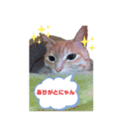 シナモン。日常（個別スタンプ：3）