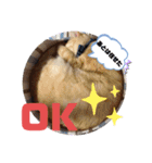 シナモン。日常（個別スタンプ：5）